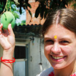 Langra Aam Mango Growing on a Tree
