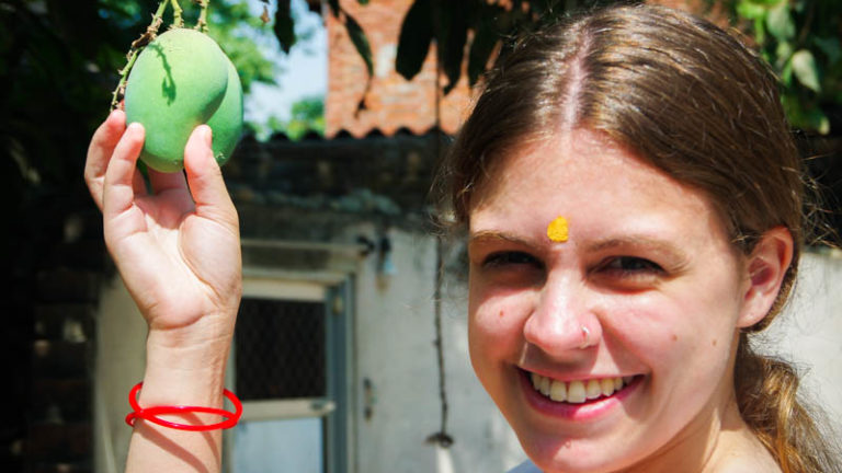 Langra Aam Mango Growing on a Tree