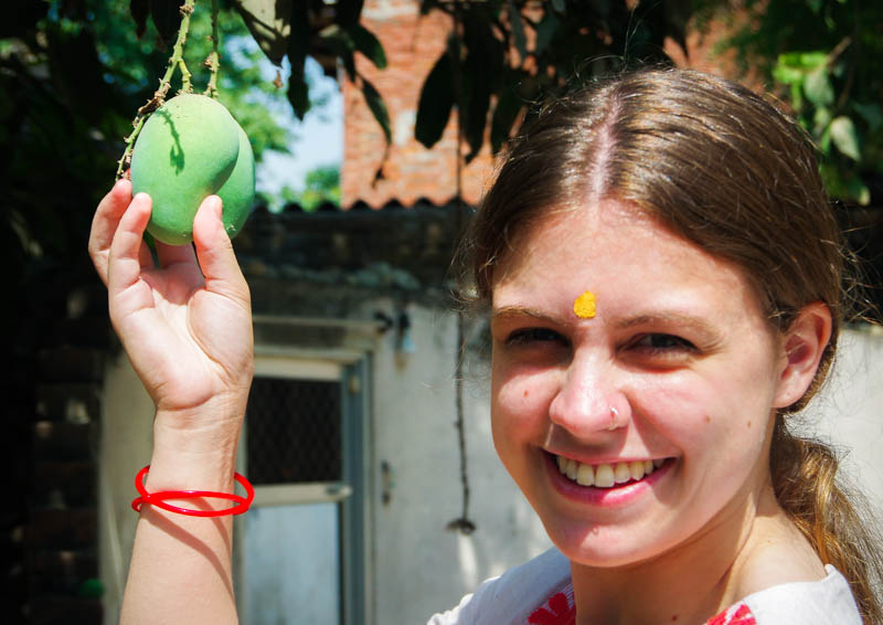 Langra Aam Mango Growing on a Tree