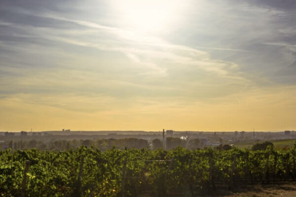 Europe’s Heat Waves: Battling 49ºC Like An Expert